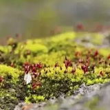 南通袁枚《苔》英譯本14種